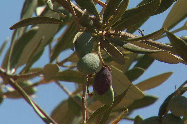 Chaque année, les olives sont récoltées entre septembre et mai dans le Sud de la France.