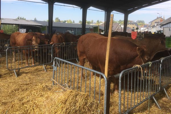 Les éleveurs corréziens obligés d'entamer largement leurs stocks hivernaux face à la sécheresse de l'été.