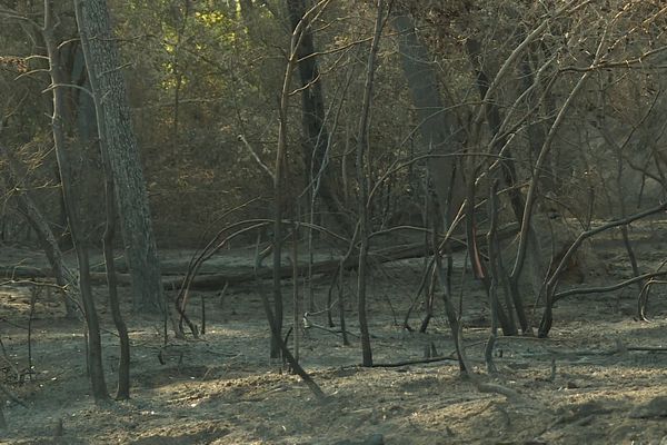 La préfecture des Bouches-du-Rhône a pris un arrêté préfectoral pour interdire tout accès au massif de la Montagnette jusqu'au 1er septembre. Ce massif où un incendie avait ravagé 1.600 hectares de forêt le 14 juillet dernier.