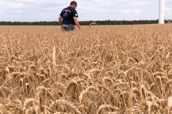 Face aux défis géopolitiques et climatiques, les agriculteurs tentent de sauver leurs moissons