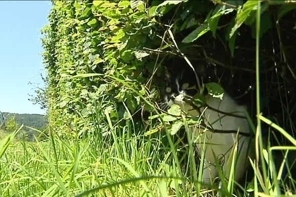 La haie abrite toute une cohorte d'espèces animales. Toute la chaîne alimentaire y est représentée, ce chat le sait parfaitement.