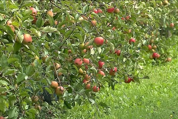 Le verger produit une quinzaine de variété de pommes.