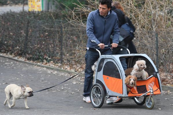 Un homme promène ses chiens à New-York (image d'illustration)