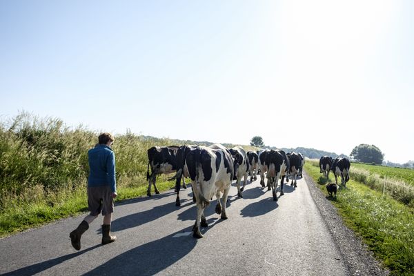 Les éleveurs demandent un allègement du protocole d'abattage.