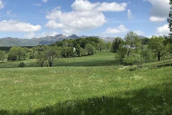 Les prairies du Puy-de-Dôme ont un rôle à jouer dans la qualité du Saint-Nectaire AOP.