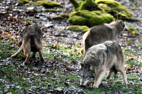 Image d'illustration / Au printemps 2021, deux loups, deux gypaètes barbus et une douzaine d'autres animaux du parc national de la Vanoise avaient été empoisonnés par un puissant insecticide.