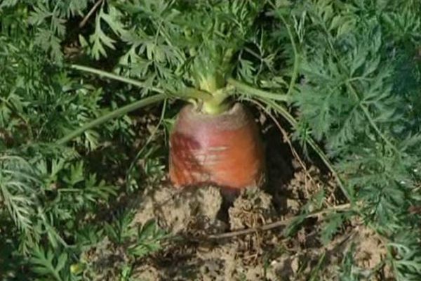 Les carottes ont déjà pointé le bout de leurs fanes au jardin laborde dans l'Yonne