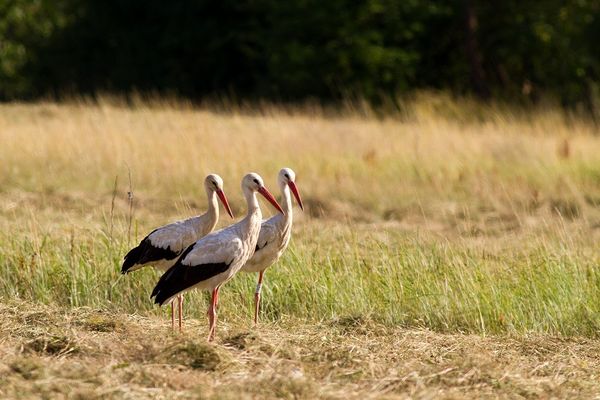 Pour le moment, ce sont des petits groupes de cigognes en migration que les Franc-Comtois ont pu observer, mais de plus grands groupes vont probablement survoler nos cieux dans les prochains jours et prochaines semaines