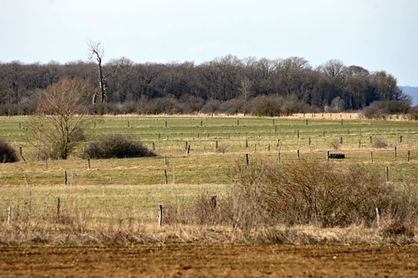 L'agroforesterie est l'une des pistes pour changer fondamentalement de modèle agricole.