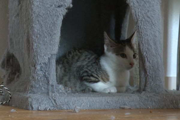 À Thise (Doubs), une association recueille les chats et chatons abandonnés.