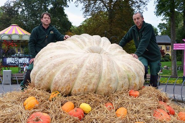 La plus grosse citrouille d'Europe sera visible au parc Bellewaerde durant les animations d'Halloween. 