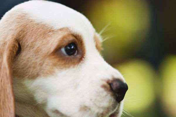 Un jeune chien beagle (illustration).