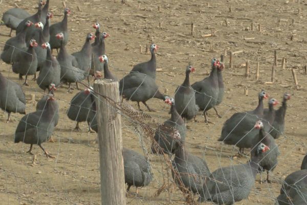 Lors des épizooties en 2016 et 2018 dans les Landes, 30 millions de volailles avaient été abattues.