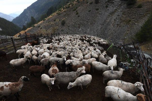 Moutons Haute bléone sept 2017