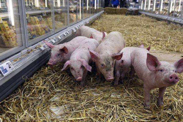 Le 7 février 2015 : lâcher de cochons dans un supermarché à Rennes pour attirer l'attention sur la crise que vivent les éleveurs