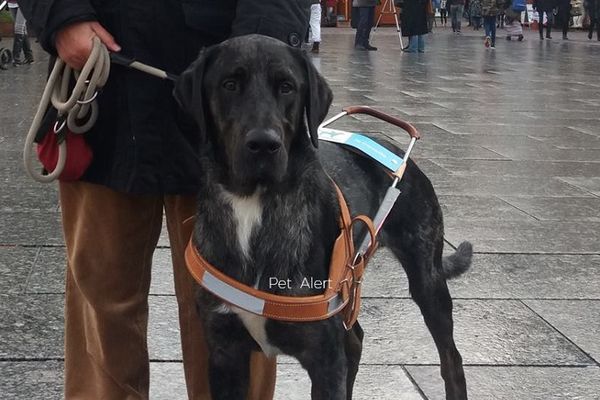 Major, le chien guide d'aveugle disparu à Lourdes a été retrouvé à Julos