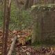 Une stèle marque le lieu du crash du bombardier britannique Lancaster PB 765 en forêt d'Holtzwihr, le 4 décembre 1944.