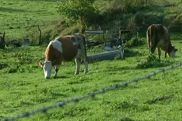 Les éleveurs s'inquiètent pour la santé de leurs vaches. 