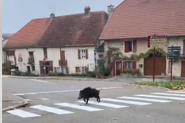 Bien élevé ce sanglier qui traverse sur les passages piétons dans une commune de Haute-Saône.