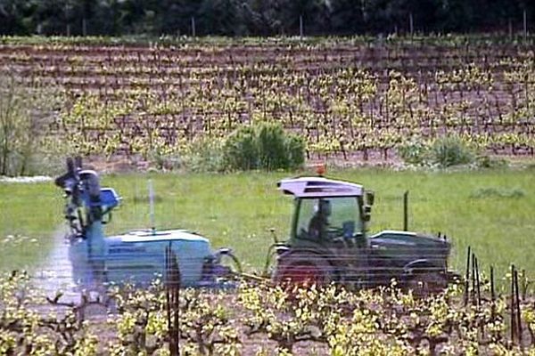 Valflaunès (Hérault) - un viticulteur bio traite la vigne avec un cocktail d'écorce d'orange et de cuivre - avril 2015.