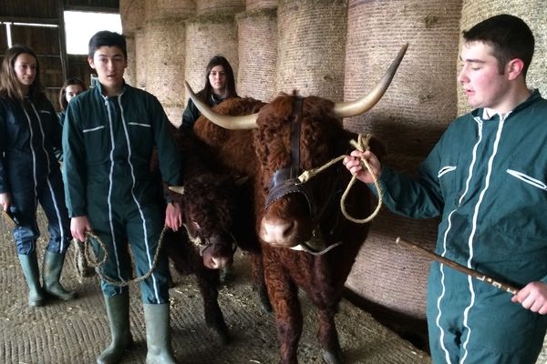 Le lycée agricole Georges Pompidou d'Aurillac était premier en 2017 dans la catégorie "bovins allaitants" du Trophée national des lycées agricoles décerné lors du Salon international de l'agriculture.