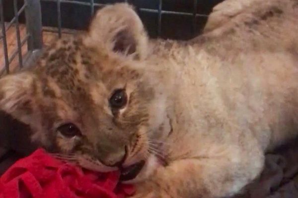 Un lionceau avait été confié en novembre dernier à Tonga Terre d'Accueil par 30 millions d'amis