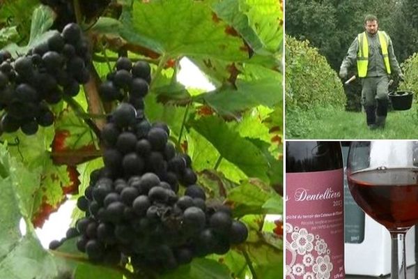 Vendanges à Valenciennes : "Qui croirait qu'on a ça dans le Nord ?"