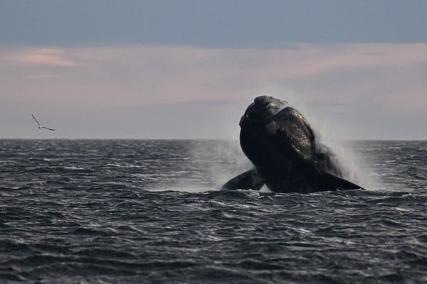 Après 15 ans de discussions l'ONU a fini par trouver un accord pour assurer la protection de la haute mer. Jusqu'aujourd'hui, les zones maritimes à plus de 200 milles nautiques du littoral n'appartenaient à personne et n'étaient protégées par aucune juridiction.