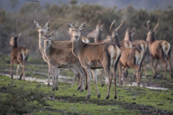 Biches et cerfs sont des herbivores. Image d'illustration.