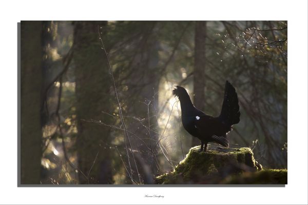 Feuilleton Fascinant Fragile Parfois Agressif A La Rencontre Du Grand Tetras Dans Le Massif Du Jura