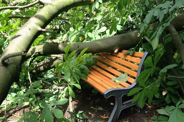 L'arbre tombé sur un banc square Foch.