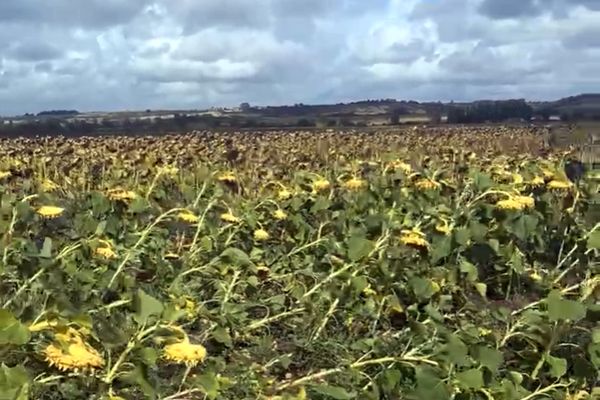 Images des cultures de tournesols après le passage de la tornade entre Port-Maubert et Mortagne-sur-Gironde.