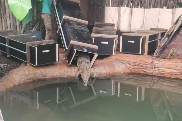 Huit faux-gavials de Malaisie découvrent leur nouveau milieu de vie et leur bassin, à la Ferme aux Crocodiles à Pierrelatte.