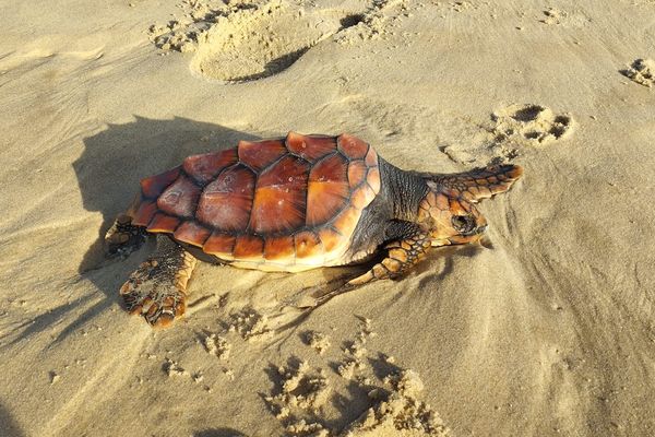 Une des tortues "caouanne" retrouvée échouée le 20 février 2024 à Moliets-et-Maa (Courant d'Huchet) dans les Landes.