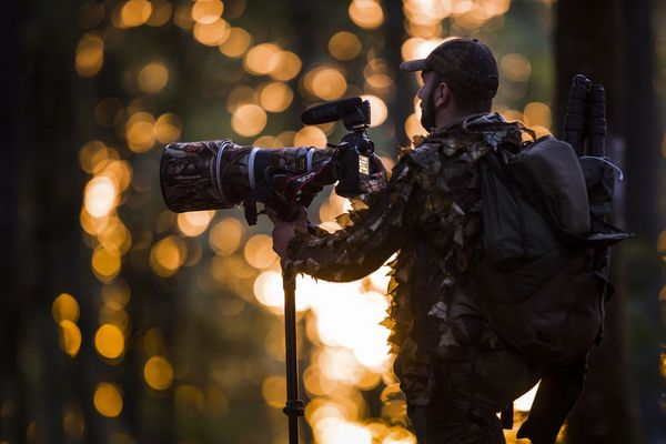 Le photographe animalier Teddy Bracard à l'affût