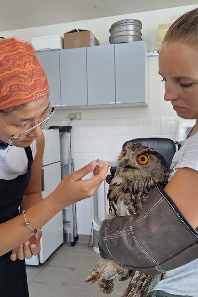 L'hôpital des oiseaux sauvages du Parc ornithologique de Pont de Gau en Camargue vient au secours des bêtes à plumes qui souffrent de la chaleur ou ont été victimes d'accidents.