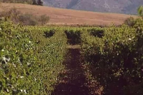 Puichéric (Aude) - les vignes audoises - septembre 2013.