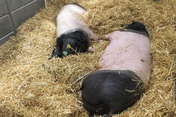 Porc basque au salon de l'agriculture