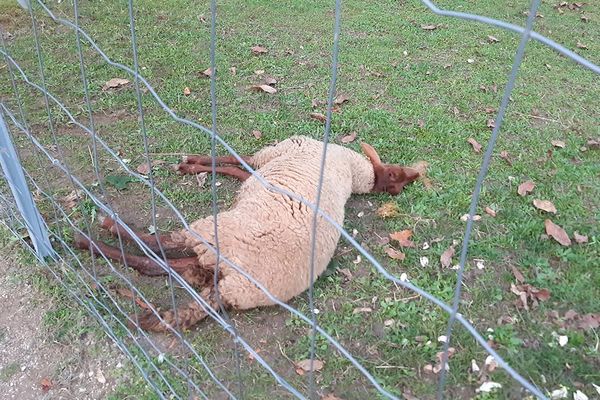 Le jeune mouton a finit par mourir après une agonie de plusieurs heures.