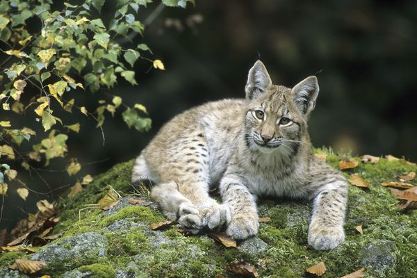 Le lynx est une espèce protégée en France. (Image d'illustration)