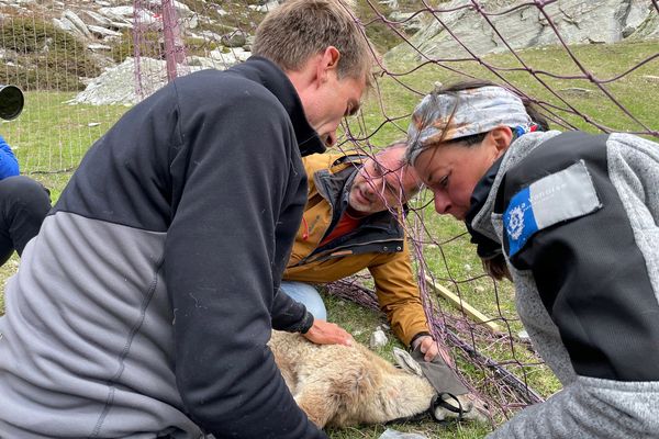 Comment gérer la population de bouquetins dans le Parc National de la Vanoise ? On vous dit tout dans Chroniques d'en Haut sur France 3.