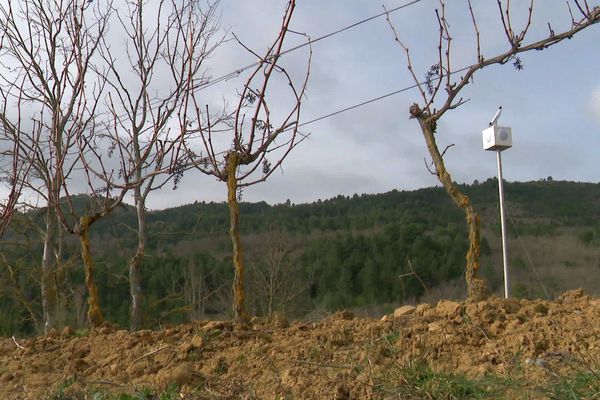 Alet-les-Bains (Aude) - un haut-parleur diffuse de la musique pour lutter contre un champignon parasite qui détruit les vignes - février 2023.