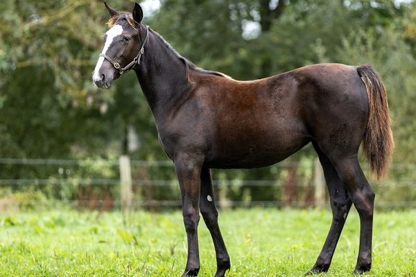 Oreo Run, premier descendant d'Idao de Tillard, a été vendu 22 000 euros aux enchères à Caen.