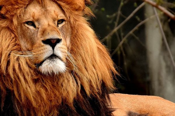 Le Lion Simba a été confié à l'association Tonga Terre d'Accueil. (Photo d'illustration)