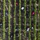 Pendant la période de vendanges, les salariés recrutés pour assurer la récolte de raisin n’auront désormais plus de jour de repos hebdomadaire obligatoire comme le Code du travail le prévoit.