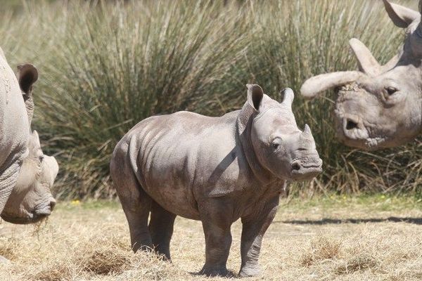 Le jeune rhino et ses parents dans la réserve de Sigean