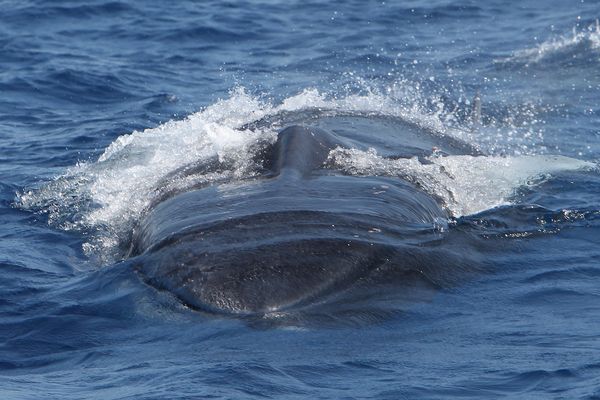 Un rorqual commun d'environ 17 m de long au large de la Corse