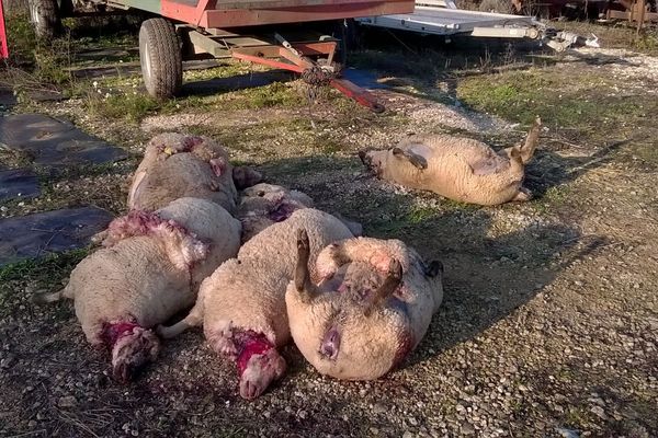 Les cadavres de brebis attendent le passage de l'équarrisseur.