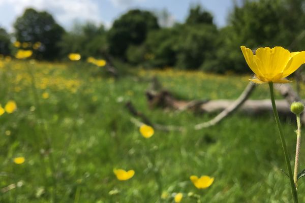 un terrain privé protégé pour sa biodiversité