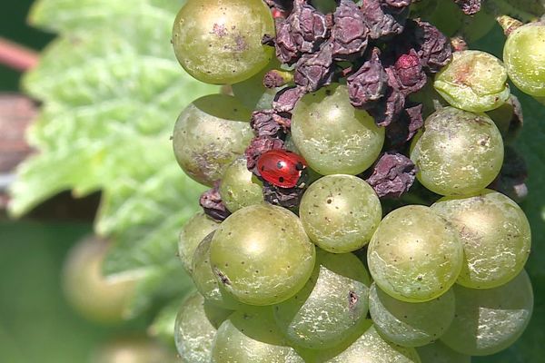 Bientôt les vendanges pour l'AOC Moselle.